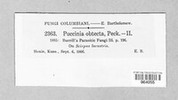 Puccinia obtecta image